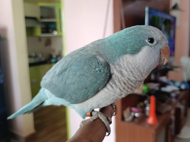 Quaker Parrot – Tamed Pets available for sale