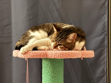 American Shorthair – Luna -- Sweet Senior Cat -- 8 years old – Oak Grove