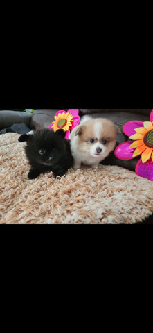 Pomeranian – Pomeranian