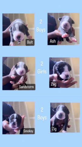 Great Dane – Great Dane Puppies