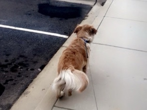 Golden Retriever – rehome – Fayetteville