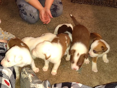 American Pit Bull Terrier – rehoming puppies – Cedar Creek