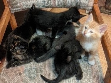 American Shorthair β Baby kittens for rehome. ππΎπ§Άπ»