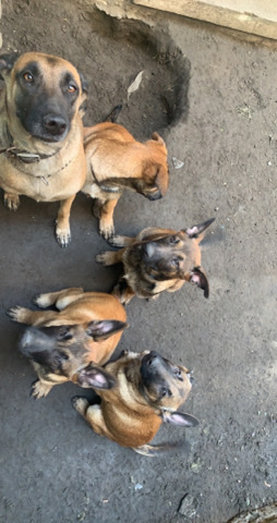 Belgian Shepherd Dog (Malinois) – Pure Bred Belgian Malinois