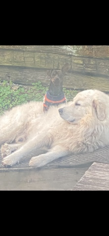 Great Pyrenees – FREE 2 Great Pyrenees