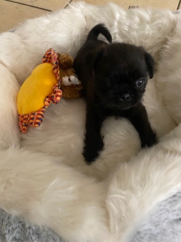 Buy Pug Minnie for sale in your area