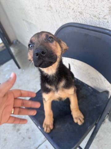 German Shepherd – German Shepard