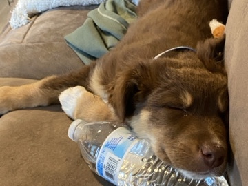 Australian Shepherd – Purebred Australian Shepherd