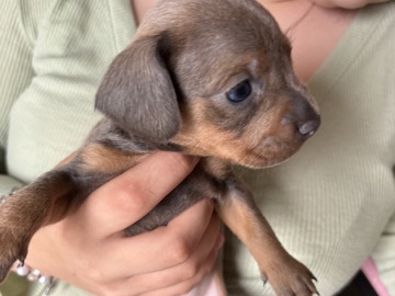 Dachshund – 4 beautiful dachshund puppy’s – Coalville