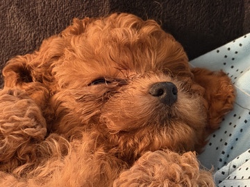 Poodle – Looking for Loving Forever Homes 🐶❤️ – Toronto