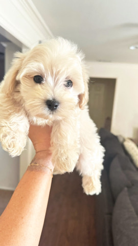 Maltipoo (boy)
