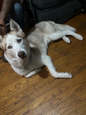 Siberian Husky – husky