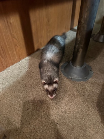 ferret – Two Ferrets