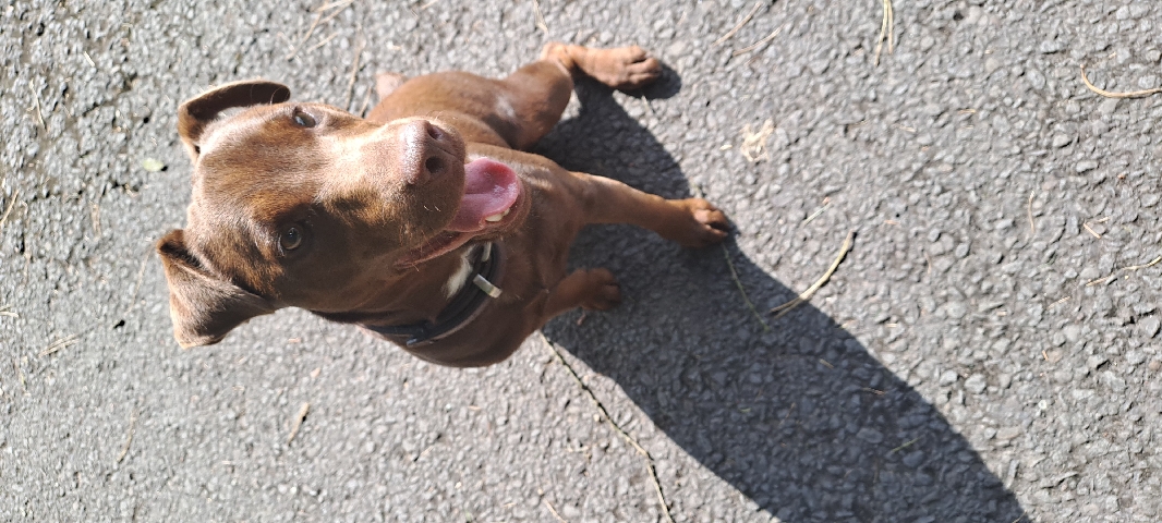 Patterdale Terrier – 10 month old Patterdale dog