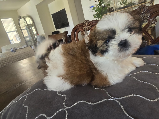 Shih Tzu – puppies – Victorville