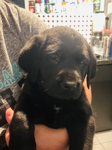 Labrador Retriever – puppies Labrador retriever