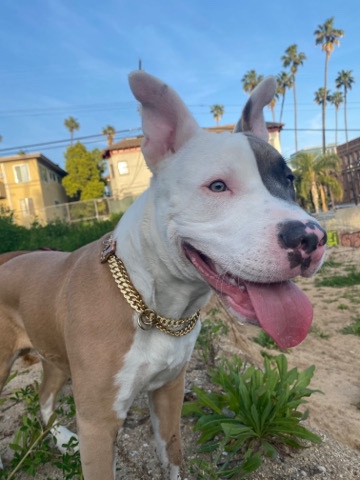 American Pit Bull Terrier – 9 mnth old male Tri color American Pitbull terrie
