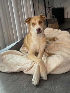 Labrador Husky – rehome family dog