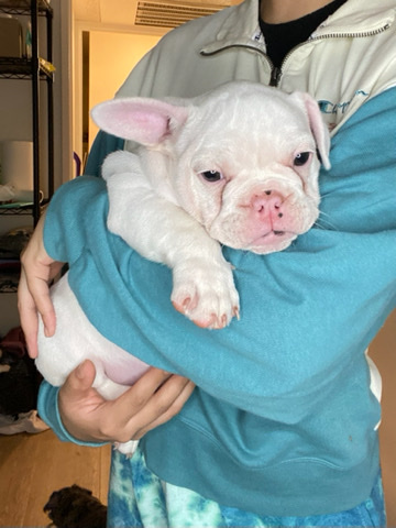 French Bulldog – Frenchie
