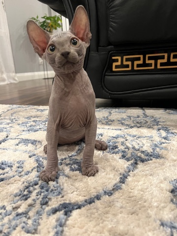 Sphynx – Sphynx kitten ready for adoption