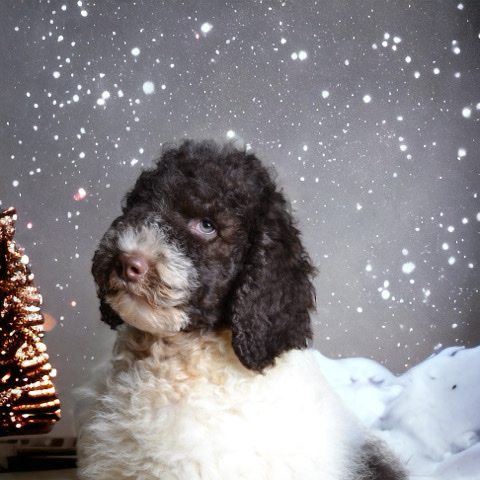 Poodle – Particolor giant poodle puppies (z poodles)