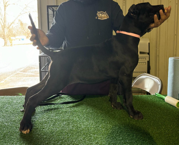 Perro de Presa Canario – Full blood Presa Canario Pup