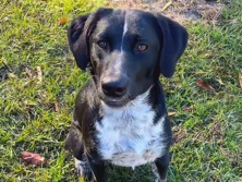 Labrador Retriever – Sweet girl Ivey – Carthage