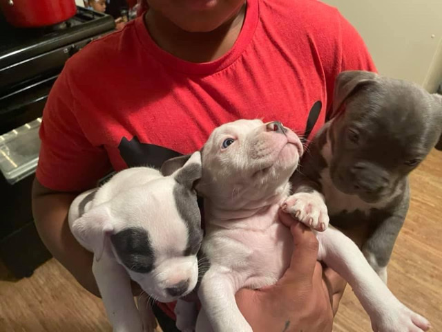 American Pit Bull Terrier – Pitbull puppies