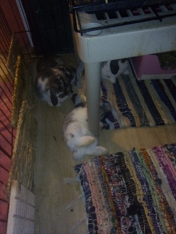 Pretty Girl Rabbitry Baby Bunnies 