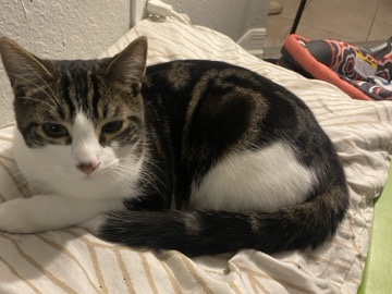 American Shorthair – Cat, male – Orlando