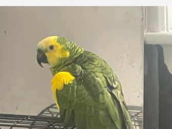 parrot