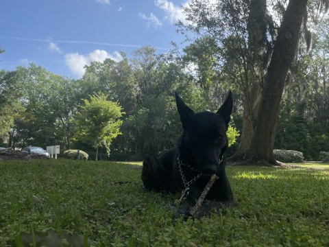 Dutch Shepherd Dog – Dutch Shepherd Needs a job – Jacksonville