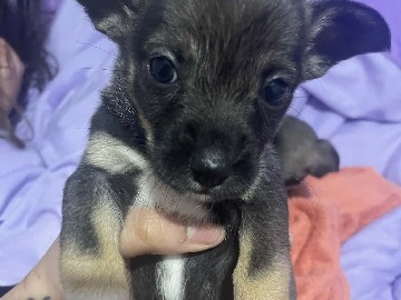 chihuahua – Decatur