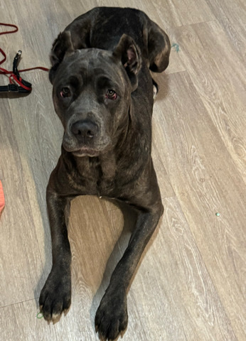 Cane Corso – Cane Corso 11 months