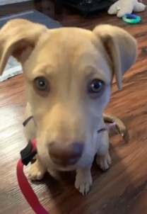 Australian Cattle Dog – Sofie leah
