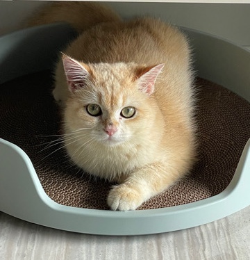 6 months British short hair for adoption