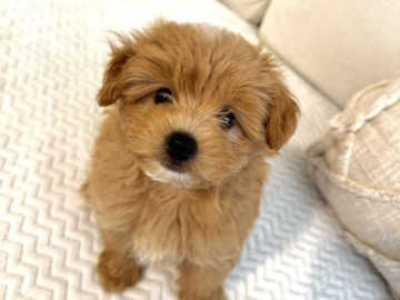 Poodle – Pomapoo Puppies - Vaccinated and Playful, 3.5 Months Old!”