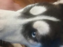 Siberian Husky – Siberian husky – Bucyrus