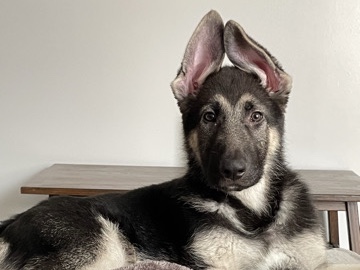 German Shepherd – Judge (Puppy for sale) – Mansfield