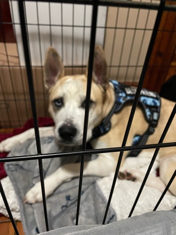 Great lovable husky mix