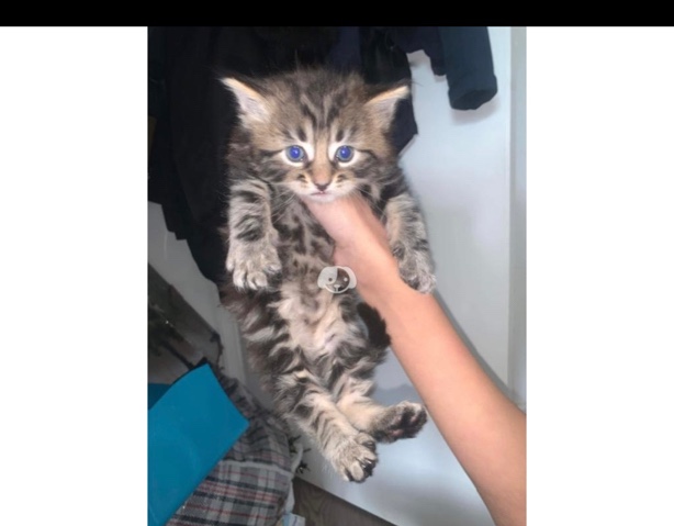 Persian (Modern) – kittens