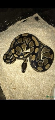 Any – Snake ( male ball python)