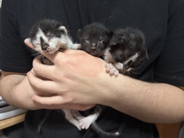 Regalo preciosos gatitos – Dos Hermanas