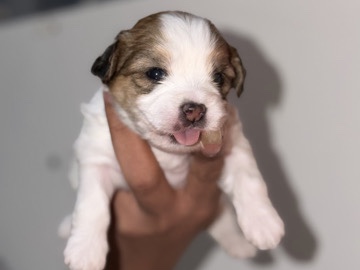 Shih Tzu – SHIH TZU x HAVANESE – Dubai