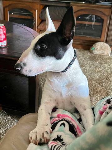 Bull Terrier – Bull Terrier