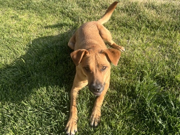 Rhodesian Ridgeback - Rehoming mix black mouth cur and ridgeback available for adoption in Las Cruces