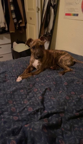 Mountain Cur – Puppy