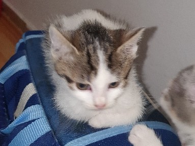 Kitten for rehome