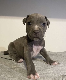 American Bulldog – pure American bully breed puppies for sell