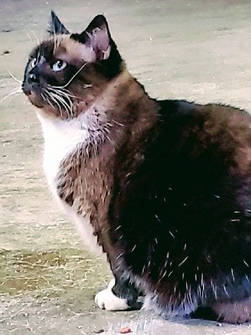 Siamese – 8 Yr Old Fixed Fale Siamese